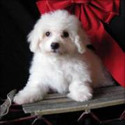 Cute Bichon Frise Puppies Now Available