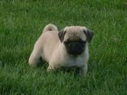 Pug puppy for sale