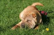 Shar pei puppy for sale