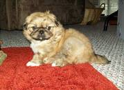 Nice Looking Pekingese Puppies for Good homes