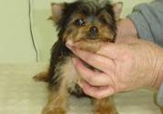 Home Raised Yorkshire Terrier Puppies For Sale