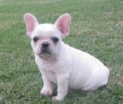 Healthy French Bulldog Puppies