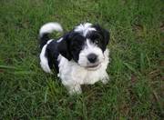 Charming and Lovely Havanese Puppies