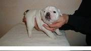 Sweet English bulldog puppy for loving homes