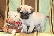 Sweet And Healthy Pug Puppies For Caring Homes