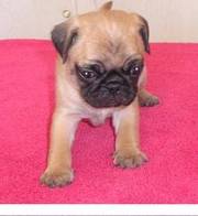 Pug puppy for loving homes