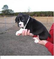 Boxer puppy ready to meet a new home