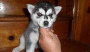 Lovely Siberian Husky Puppies For Loving Homes