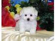 BEAUTIFUL BICHON frise puppies for a rehome,  Dog,  Bichon....