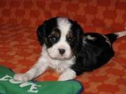 THREE Cavalier King Charles Spaniels