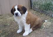 Nice Looking Saint Bernard Puppies for Good Homes