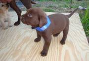 Chocolate Labrador Retriever Puppies For Sale