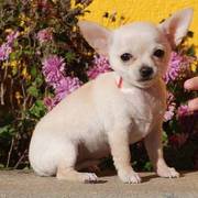 Chihuahua puppy for sale