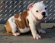 Adorable English Bulldog Puppies For Sale