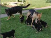 German Shepherd Puppies ALL COLORS