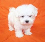 Maltese puppy for sale