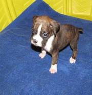 Adorable And Cute Boxer Puppies For Sale