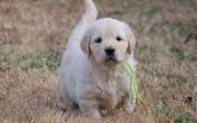 Golden Retriever Puppies