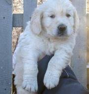 Adorable Golden Retriever