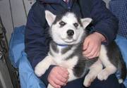 Cute Siberian Husky Puppies For Caring Homes