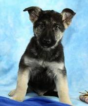 Lovely German Shepherd Puppy For Adoption