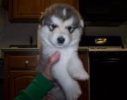 Cute Alaskan Malamute Puppies For Caring Homes