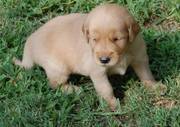 Golden Retriever puppies for sale