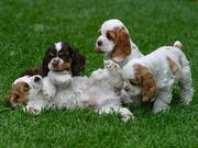 cocker spaniel puppies for your home