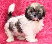 Shih Tzu Puppy For Adoption