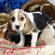 Cute Beagle Puppy Ready For Adoption Now