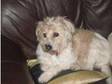 labradoodle free to good home needs to be a older woman....