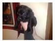 FULL PEDIGREE LABRADOR PUPPIES FOR SALE READY 9th FEB(....