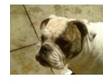 british bulldog x olde tyme spayed girl,  nearly 2 yrs....