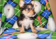 well train Yorkshire terrier puppies for sale