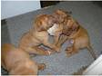 Superb Dogue De Bordeaux Puppies pet or show