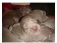 Weimaraner Puppies. 7 beautiful puppies!! Pedigree....