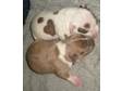 STAFFORDSHIRE BULL terrier puppies. Dog,  Staffordshire....