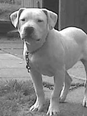 staffordshire bull terrior