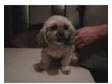 lhasa apso bitch 6 yrs kc reg 5 gen pedigree no....