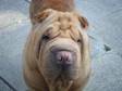 SHAR-PEI FOR stud shar-pei dog for stud only.kc reg 5....