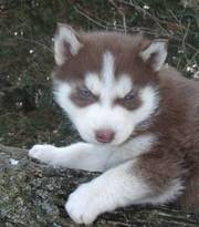 Black, White and Red Siberian Husky Puppies-Charming Blue Eyes