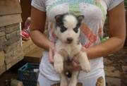 Blue Eyes Siberian Husky Puppy