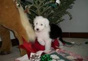 Old English Sheepdog Puppies for Sale