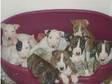 english bull terrier puppies kc reg. we have a lovey....