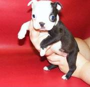 Boston terriers puppy ready for any home