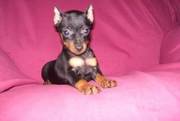 Miniature Pinscher Looking For New Home