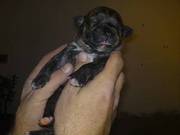 Staffordshire Bull Terrier Puppies