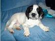 English Springer Spaniel 11 wks. Springer spaniel male, ....