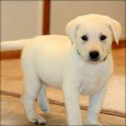 Labrador Retriever puppies ready to og now