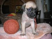 Mastiff puppies for sale